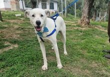 GEREMIA, Hund, Mischlingshund in Italien - Bild 4
