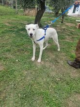 GEREMIA, Hund, Mischlingshund in Italien - Bild 5