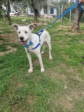 GEREMIA, Hund, Mischlingshund in Italien - Bild 6