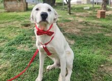 TOBYA, Hund, Mischlingshund in Italien - Bild 1