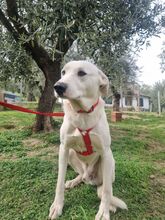 TOBYA, Hund, Mischlingshund in Italien - Bild 10