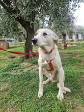 TOBYA, Hund, Mischlingshund in Italien - Bild 11