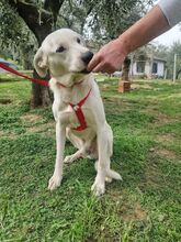 TOBYA, Hund, Mischlingshund in Italien - Bild 12