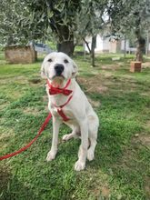 TOBYA, Hund, Mischlingshund in Italien - Bild 2