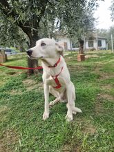 TOBYA, Hund, Mischlingshund in Italien - Bild 3