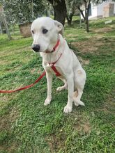 TOBYA, Hund, Mischlingshund in Italien - Bild 4