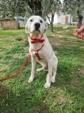 TOBYA, Hund, Mischlingshund in Italien - Bild 5