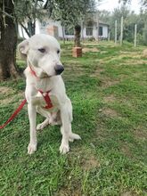 TOBYA, Hund, Mischlingshund in Italien - Bild 6