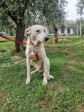 TOBYA, Hund, Mischlingshund in Italien - Bild 9