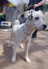 JINX, Hund, Deutscher Schäferhund in Ungarn - Bild 2