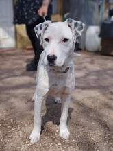JINX, Hund, Deutscher Schäferhund in Ungarn - Bild 4