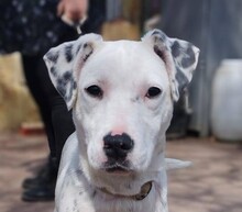 JINX, Hund, Deutscher Schäferhund in Ungarn - Bild 5