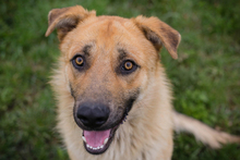 THOMAS, Hund, Mischlingshund in Kroatien