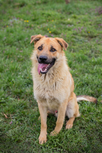 THOMAS, Hund, Mischlingshund in Kroatien - Bild 2