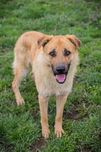 THOMAS, Hund, Mischlingshund in Kroatien - Bild 3