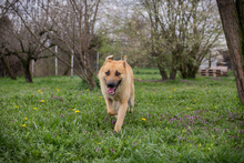 THOMAS, Hund, Mischlingshund in Kroatien - Bild 4