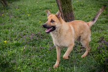 THOMAS, Hund, Mischlingshund in Kroatien - Bild 5