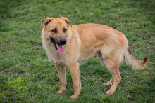 THOMAS, Hund, Mischlingshund in Kroatien - Bild 6