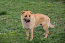 THOMAS, Hund, Mischlingshund in Kroatien - Bild 7