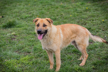 THOMAS, Hund, Mischlingshund in Kroatien - Bild 8