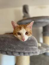 ROMEO, Katze, Europäisch Kurzhaar in Geisenheim