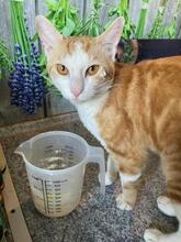 ROMEO, Katze, Europäisch Kurzhaar in Geisenheim - Bild 3