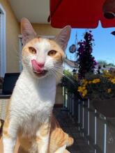 ROMEO, Katze, Europäisch Kurzhaar in Geisenheim - Bild 4