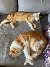 ROMEO, Katze, Europäisch Kurzhaar in Geisenheim - Bild 5