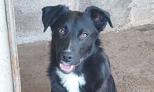 DANTE, Hund, Mischlingshund in Italien - Bild 1
