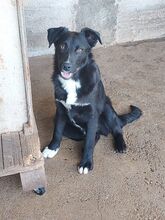 DANTE, Hund, Mischlingshund in Italien - Bild 2