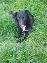 DANTE, Hund, Mischlingshund in Italien - Bild 3