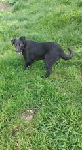 DANTE, Hund, Mischlingshund in Italien - Bild 6
