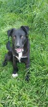 DANTE, Hund, Mischlingshund in Italien - Bild 7