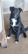 DANTE, Hund, Mischlingshund in Italien - Bild 9