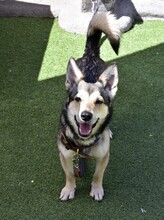 INDIA, Hund, Mischlingshund in Spanien - Bild 3