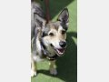 INDIA, Hund, Mischlingshund in Spanien - Bild 4