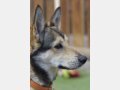 INDIA, Hund, Mischlingshund in Spanien - Bild 5