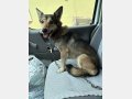 INDIA, Hund, Mischlingshund in Spanien - Bild 7