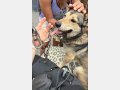 INDIA, Hund, Mischlingshund in Spanien - Bild 8
