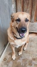ELIX, Hund, Mischlingshund in Italien - Bild 3