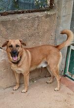 ELIX, Hund, Mischlingshund in Italien - Bild 5