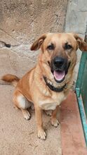 ELIX, Hund, Mischlingshund in Italien - Bild 6