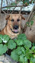 ELIX, Hund, Mischlingshund in Italien - Bild 7