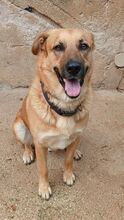 ELIX, Hund, Mischlingshund in Italien - Bild 8