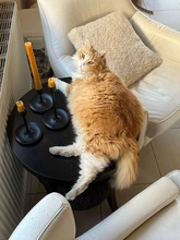 NAEL, Katze, Europäisch Kurzhaar in Zypern - Bild 1