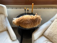 NAEL, Katze, Europäisch Kurzhaar in Zypern - Bild 2