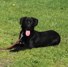 BLACKY, Hund, Mischlingshund in Warder - Bild 1
