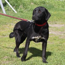 BLACKY, Hund, Mischlingshund in Warder - Bild 3