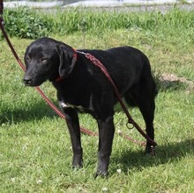 BLACKY, Hund, Mischlingshund in Warder - Bild 4