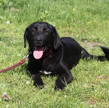 BLACKY, Hund, Mischlingshund in Warder - Bild 5
